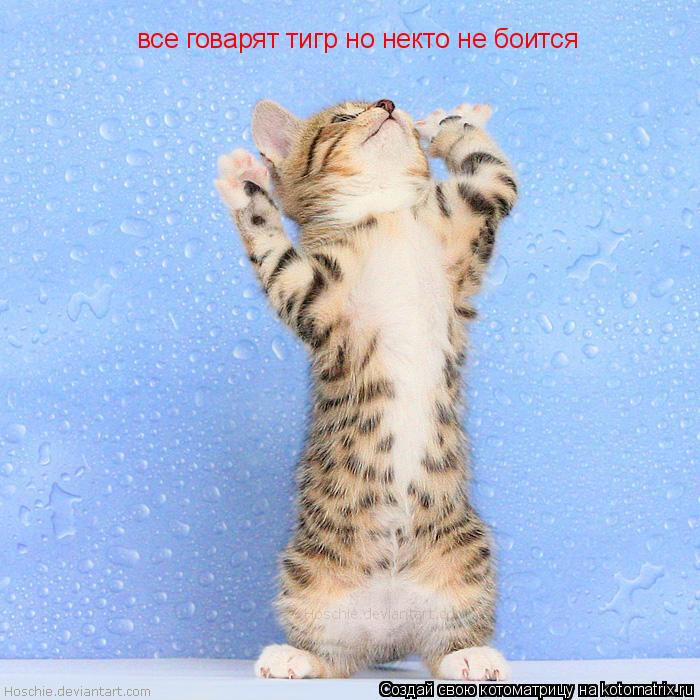 все говарят тигр но некто не боится... Котоматрица: все говарят тигр но некто не боится