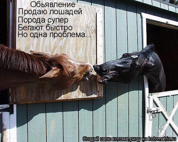 Обьявление Продаю лошадей Порода супер Бегают быстро Но одна проблема...... Котоматрица: Обьявление Продаю лошадей Порода супер Бегают быстро Но одна проблема...