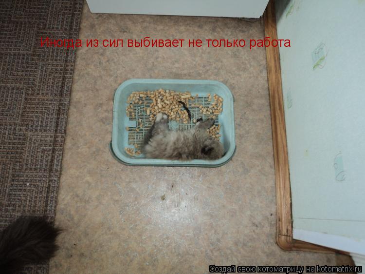 Иногда из сил выбивает не только работа... Котоматрица: Иногда из сил выбивает не только работа