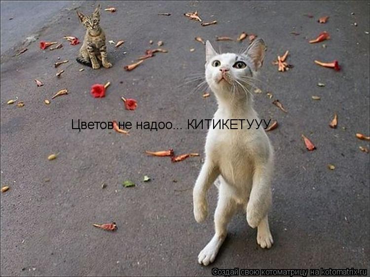 Цветов не надоо... КИТИКЕТУУУ... Котоматрица: Цветов не надоо... КИТИКЕТУУУ