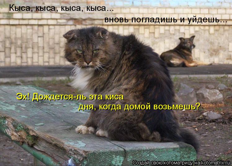 Кыса, кыса, кыса, кыса... вновь погладишь и уйдешь... Эх! Дождется-ль эта киса дня, когда домой возьм... Котоматрица: Кыса, кыса, кыса, кыса... вновь погладишь и уйдешь... Эх! Дождется-ль эта киса дня, когда домой возьмешь?
