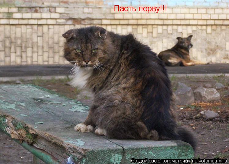 Пасть порву!!!... Котоматрица: Пасть порву!!!