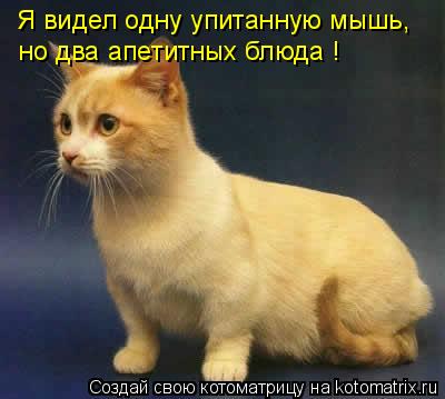 Я видел одну упитанную мышь, но два апетитных блюда !... Котоматрица: Я видел одну упитанную мышь, но два апетитных блюда !