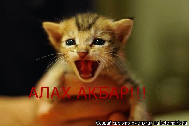 АЛАХ АКБАР!!!... Котоматрица: АЛАХ АКБАР!!!