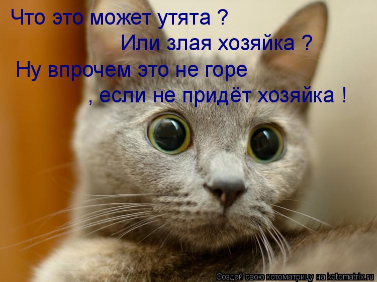 Что это может утята ? Или злая хозяйка ? Ну впрочем это не горе , если не придёт хозяйка !... Котоматрица: Что это может утята ? Или злая хозяйка ? Ну впрочем это не горе , если не придёт хозяйка !