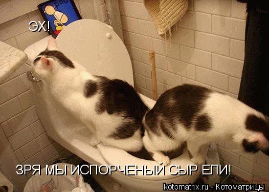 ЭХ! ЗРЯ МЫ ИСПОРЧЕНЫЙ СЫР ЕЛИ!... Котоматрица: ЭХ! ЗРЯ МЫ ИСПОРЧЕНЫЙ СЫР ЕЛИ!