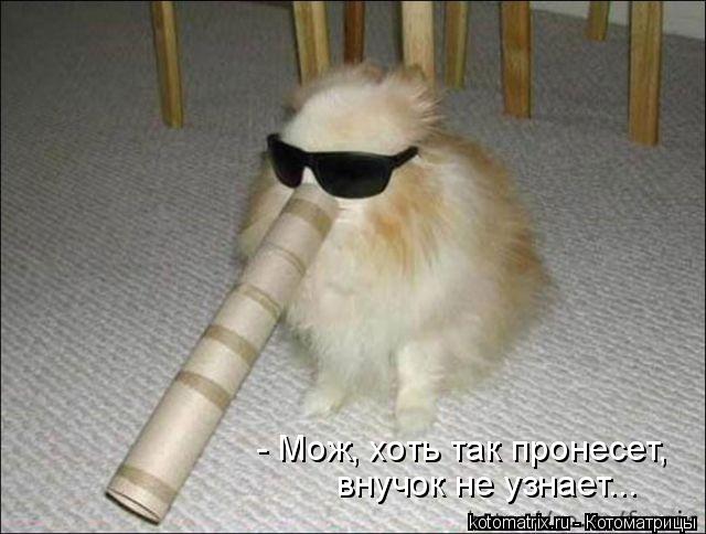 внучок не узнает... - Мож, хоть так пронесет,... Котоматрица: внучок не узнает... - Мож, хоть так пронесет,