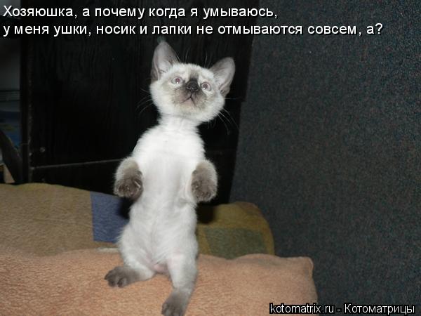 Хозяюшка, а почему когда я умываюсь, у меня ушки, носик и лапки не отмываются совсем, а?... Котоматрица: Хозяюшка, а почему когда я умываюсь, у меня ушки, носик и лапки не отмываются совсем, а?