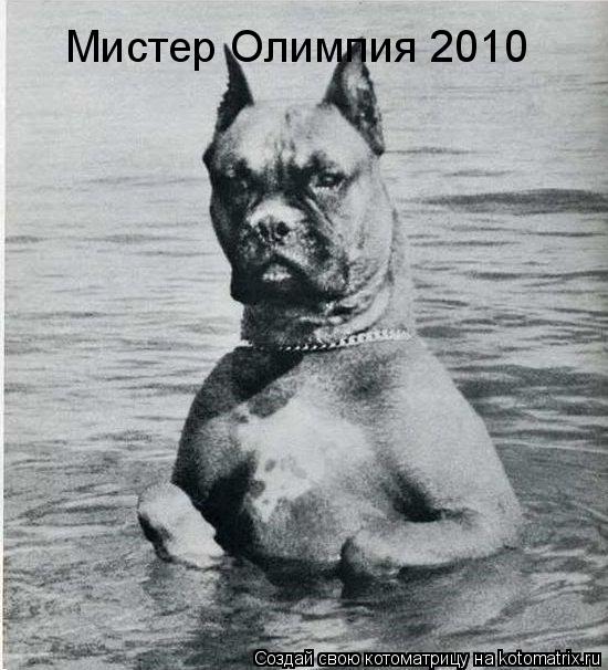 Мистер Олимпия 2010... Котоматрица: Мистер Олимпия 2010