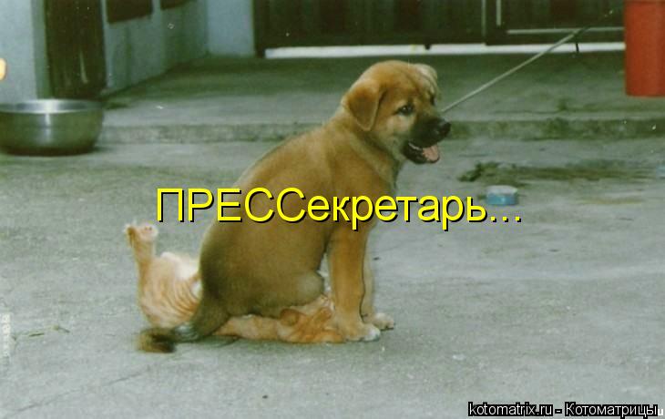 ПРЕССекретарь...... Котоматрица: ПРЕССекретарь...