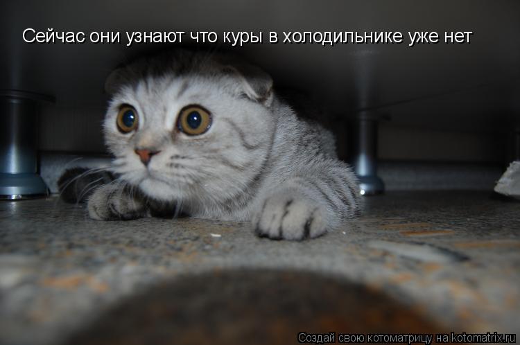 Сейчас они узнают что куры в холодильнике уже нет... Котоматрица: Сейчас они узнают что куры в холодильнике уже нет