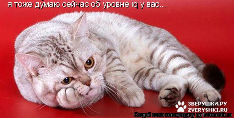 я тоже думаю сейчас об уровне iq у вас...... Котоматрица: я тоже думаю сейчас об уровне iq у вас...