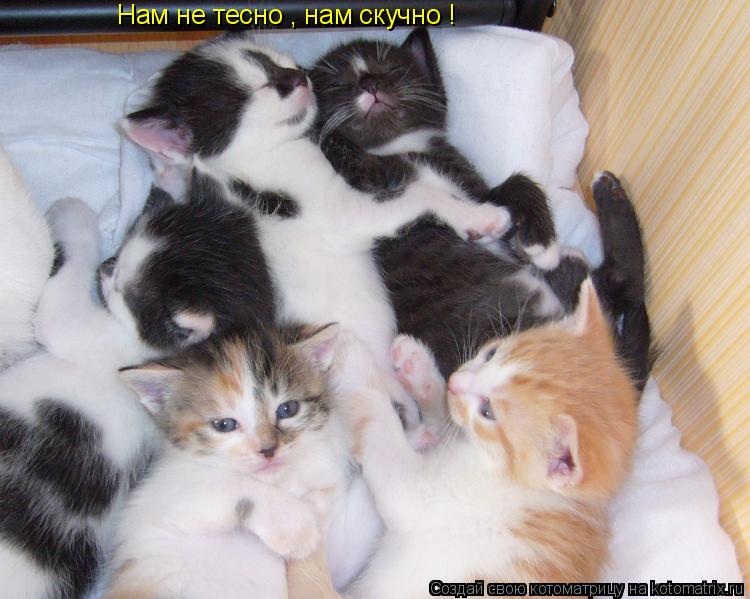 Нам не тесно , нам скучно !... Котоматрица: Нам не тесно , нам скучно !