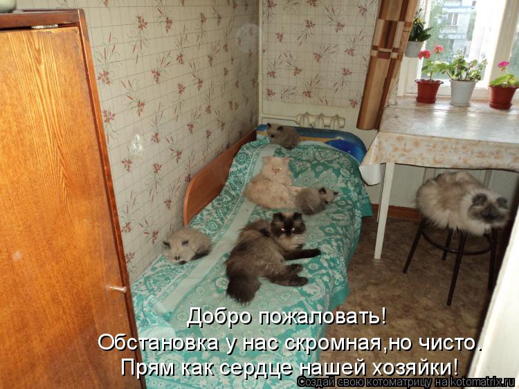 Добро пожаловать! Обстановка у нас скромная,но чисто. Прям как сердце нашей хозяйки!... Котоматрица: Добро пожаловать! Обстановка у нас скромная,но чисто. Прям как сердце нашей хозяйки!