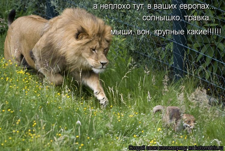 а неплохо тут, в ваших европах... солнышко, травка... мыши, вон, крупные какие!!!!!!... Котоматрица: а неплохо тут, в ваших европах... солнышко, травка... мыши, вон, крупные какие!!!!!!