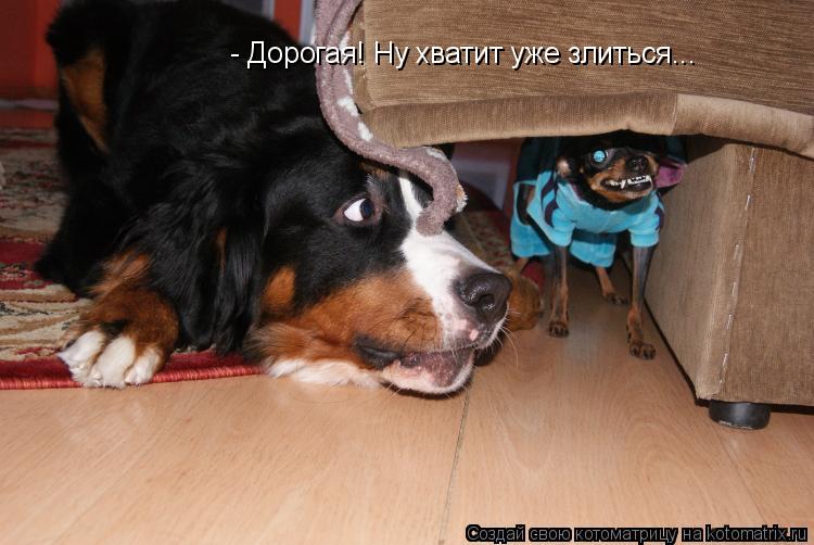 - Дорогая! Ну хватит уже злиться...... Котоматрица: - Дорогая! Ну хватит уже злиться...