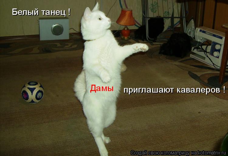 Белый танец ! Дамы приглашают кавалеров !... Котоматрица: Белый танец ! Дамы приглашают кавалеров !