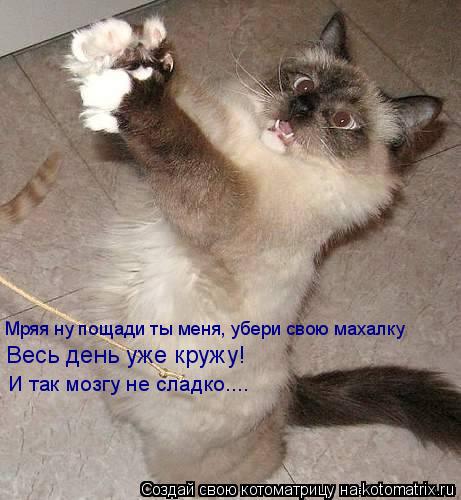 Мряя ну пощади ты меня, убери свою махалку Весь день уже кружу! И так мозгу не сладко....... Котоматрица: Мряя ну пощади ты меня, убери свою махалку Весь день уже кружу! И так мозгу не сладко....