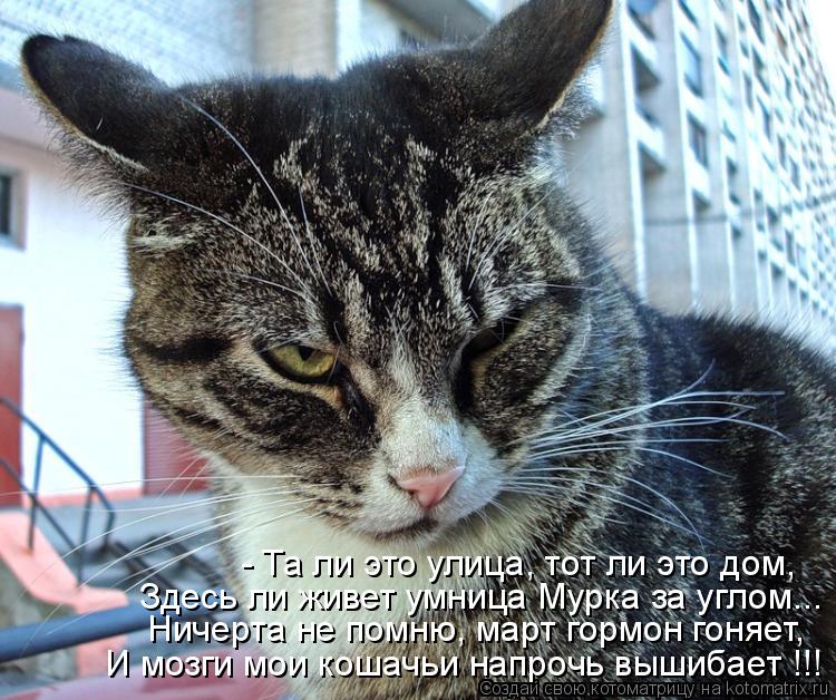 Котоматрица: - Та ли это улица, тот ли это дом, Здесь ли живет умница Мурка за углом... Ничерта не помню, март гормон гоняет, И мозги мои кошачьи напрочь выши
