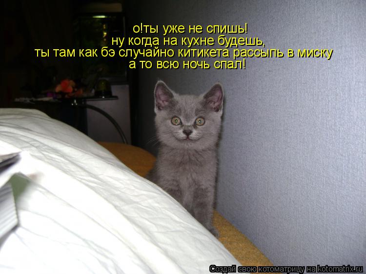 о!ты уже не спишь! ну когда на кухне будешь, ты там как бэ случайно китикета рассыпь в миску а то всю... Котоматрица: о!ты уже не спишь! ну когда на кухне будешь, ты там как бэ случайно китикета рассыпь в миску а то всю ночь спал!