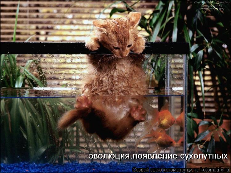 эволюция.появление сухопутных... Котоматрица: эволюция.появление сухопутных