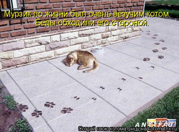 Котоматрица: Мурзик по жизни был очень везучим котом.  Беды обходили его стороной.