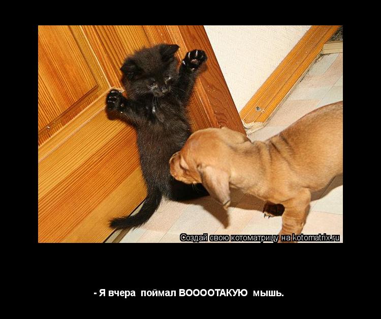 Ты не смотри что я маленький. - Я вчера поймал ВООООТАКУЮ мышь. ... Котоматрица: Ты не смотри что я маленький. - Я вчера поймал ВООООТАКУЮ мышь.