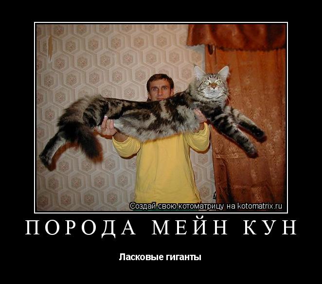 http://kotomatrix.ru/images/lolz/2010/10/09/7.jpg