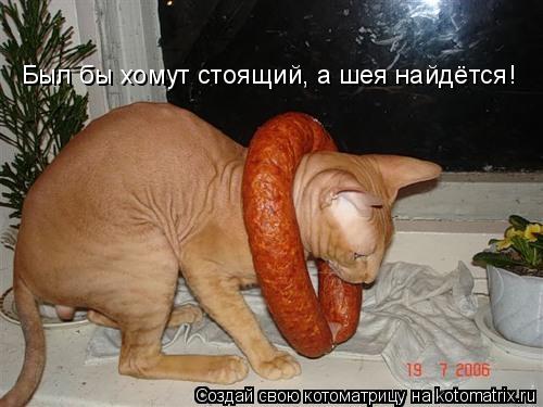Котоматрица: Был бы хомут стоящий, а шея найдётся!