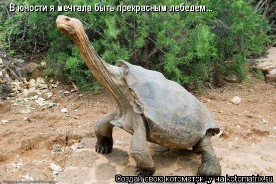 В юности я мечтала быть прекрасным лебедем...... Котоматрица: В юности я мечтала быть прекрасным лебедем...