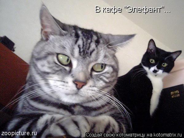 В кафе "Элефант"...... Котоматрица: В кафе "Элефант"...