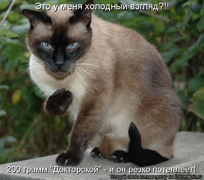 200 грамм "Докторской" - и он резко потеплеет! Это у меня холодный взгляд?!!... Котоматрица: 200 грамм "Докторской" - и он резко потеплеет! Это у меня холодный взгляд?!!