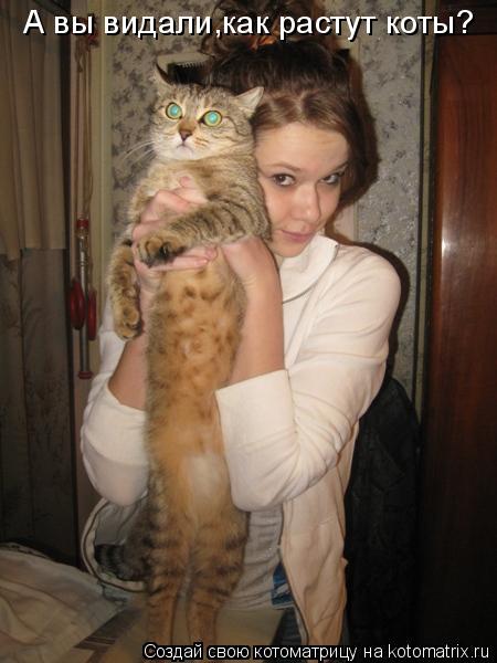 А вы видали,как растут коты?... Котоматрица: А вы видали,как растут коты?