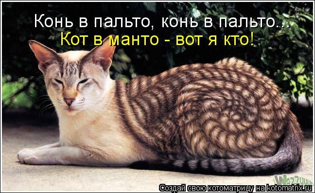 Кот в манто - вот я кто! Конь в пальто, конь в пальто...... Котоматрица: Кот в манто - вот я кто! Конь в пальто, конь в пальто...