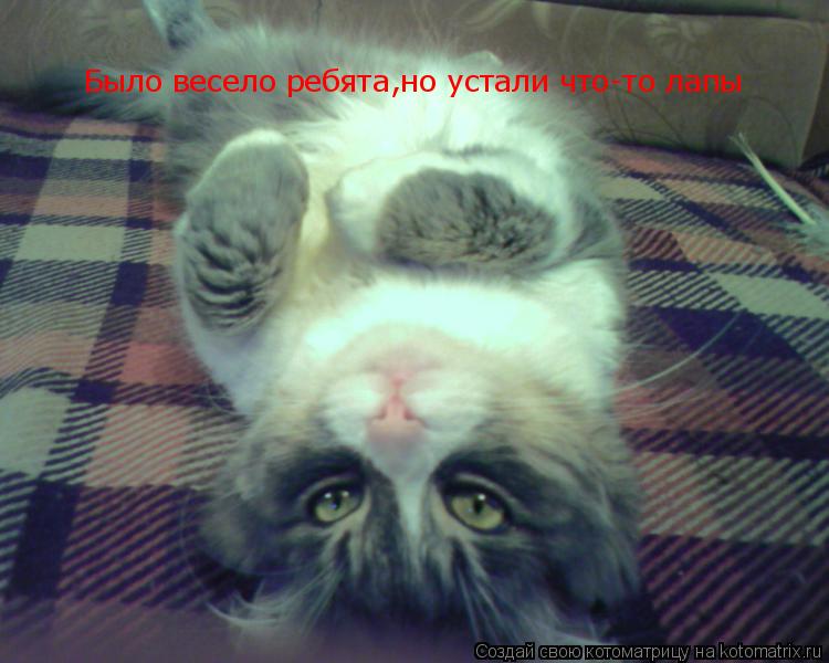 Было весело ребята,но устали что-то лапы... Котоматрица: Было весело ребята,но устали что-то лапы