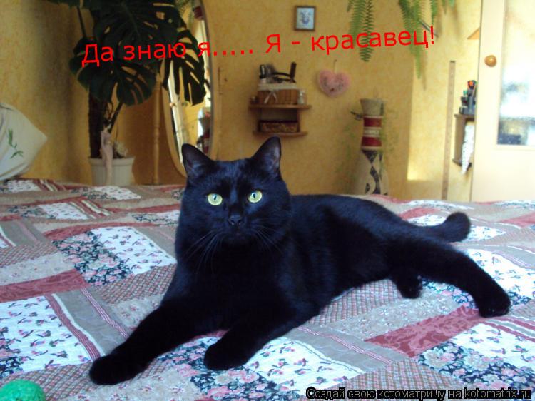 Да знаю я..... Я - красавец!... Котоматрица: Да знаю я..... Я - красавец!