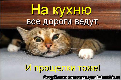 На кухню все дороги ведут. И прощелки тоже!... Котоматрица: На кухню все дороги ведут. И прощелки тоже!