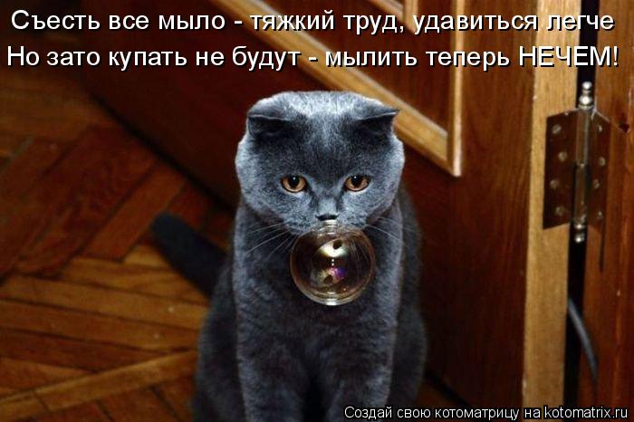 Съесть все мыло - тяжкий труд, удавиться легче Но зато купать не будут - мылить теперь НЕЧЕМ!... Котоматрица: Съесть все мыло - тяжкий труд, удавиться легче Но зато купать не будут - мылить теперь НЕЧЕМ!