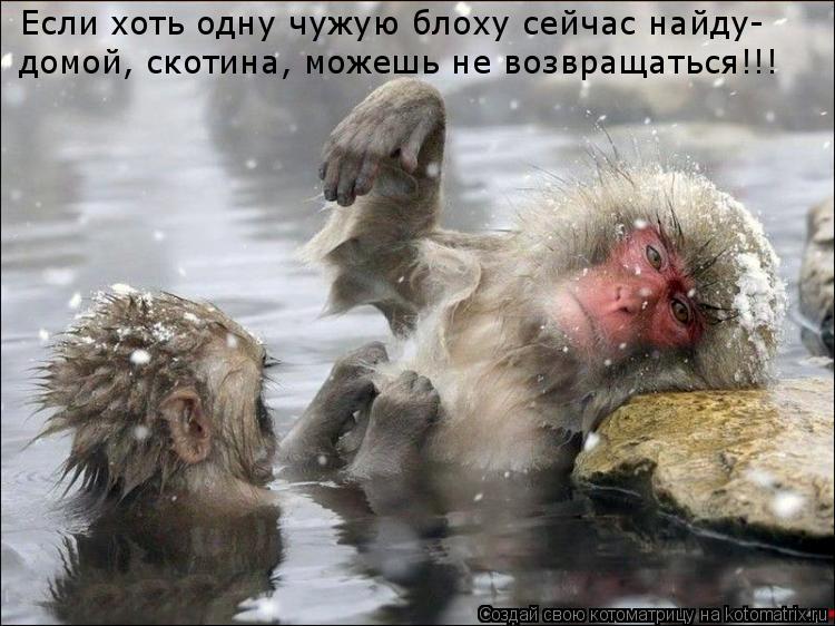 Если хоть одну чужую блоху сейчас найду- домой, скотина, можешь не возвращаться!!!... Котоматрица: Если хоть одну чужую блоху сейчас найду- домой, скотина, можешь не возвращаться!!!