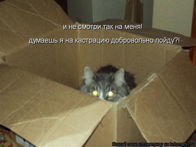 и не смотри так на меня! думаешь я на кастрацию добровольно пойду?!... Котоматрица: и не смотри так на меня! думаешь я на кастрацию добровольно пойду?!