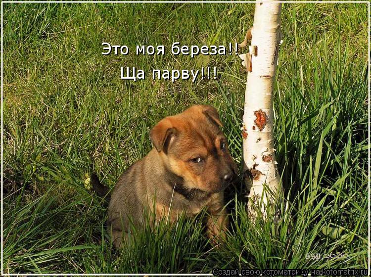 Это моя береза!! Это моя береза!! Ща парву!!!... Котоматрица: Это моя береза!! Это моя береза!! Ща парву!!!
