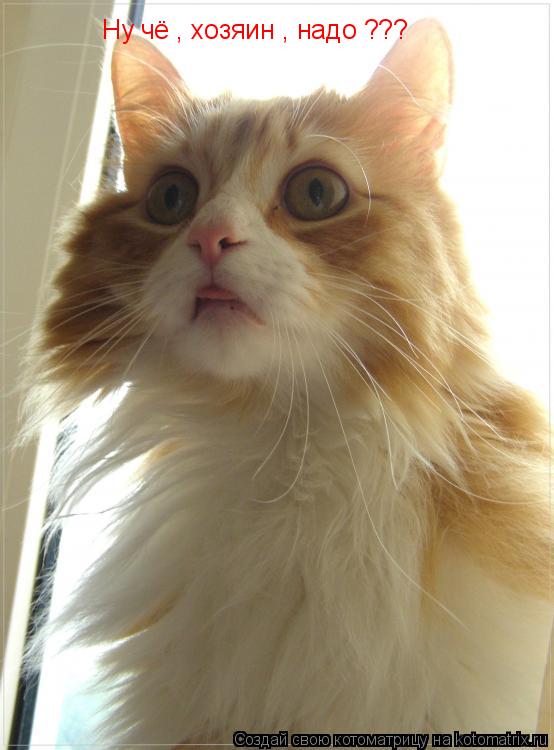 Ну чё , хозяин , надо ???... Котоматрица: Ну чё , хозяин , надо ???