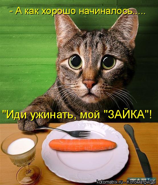 - А как хорошо начиналось..... "Иди ужинать, мой "ЗАЙКА"!... Котоматрица: - А как хорошо начиналось..... "Иди ужинать, мой "ЗАЙКА"!