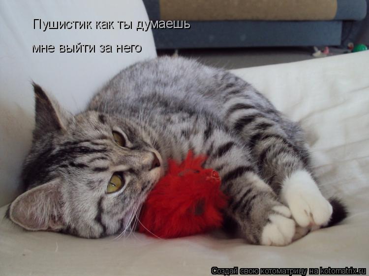 Пушистик как ты думаешь мне выйти за него... Котоматрица: Пушистик как ты думаешь мне выйти за него