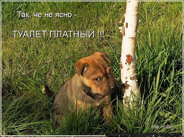 Так, че не ясно - ТУАЛЕТ ПЛАТНЫЙ !!!... Котоматрица: Так, че не ясно - ТУАЛЕТ ПЛАТНЫЙ !!!
