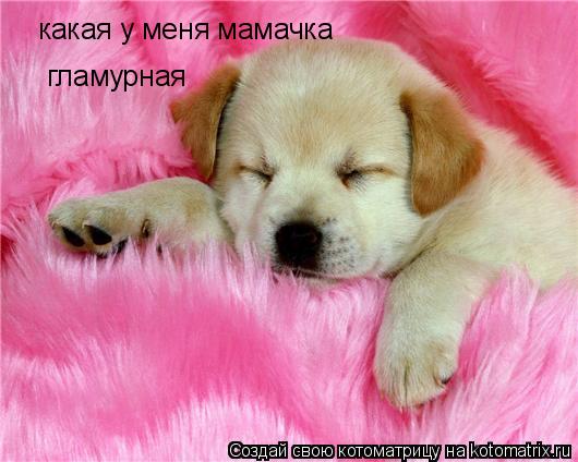 какая у меня мамачка гламурная... Котоматрица: какая у меня мамачка гламурная
