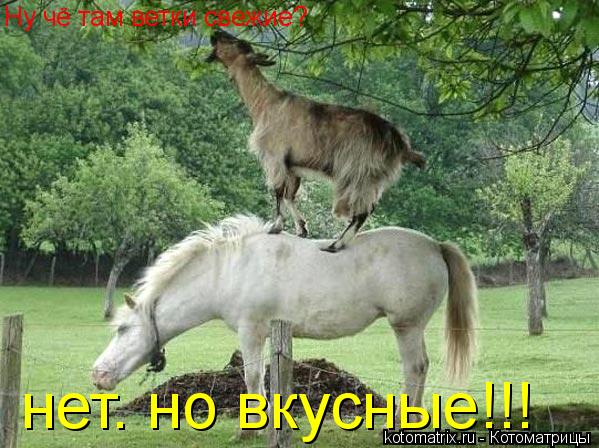 Котоматрица: Ну чё там ветки свежие? нет. но вкусные!!!
