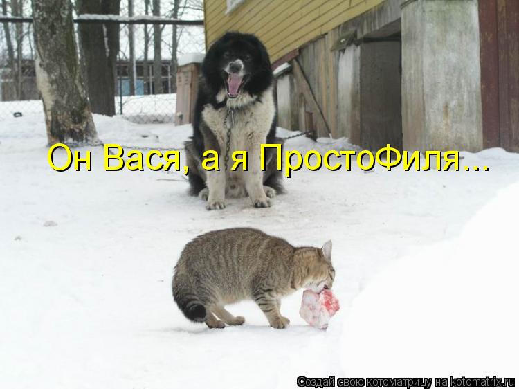Он Вася, а я ПростоФиля...... Котоматрица: Он Вася, а я ПростоФиля...
