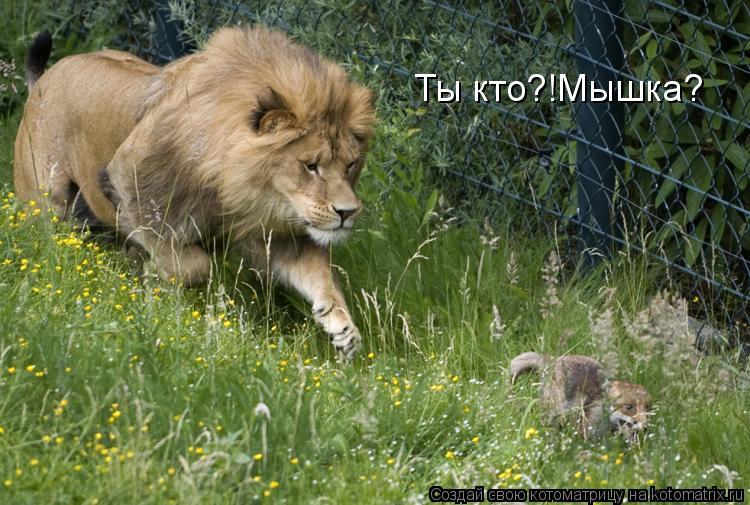 Котоматрица: Ты кто?!Мышка?