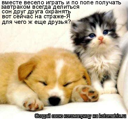 завтраком всегда делиться сон друг друга охранять вместе весело играть и по попе получать вот сейчас ... Котоматрица: завтраком всегда делиться сон друг друга охранять вместе весело играть и по попе получать вот сейчас на страже-Я для чего ж еще друзья?